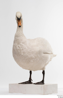 Mute swan whole body 0009.jpg